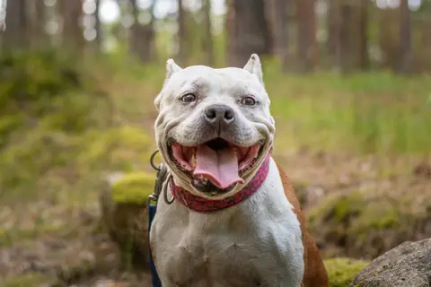 Kira