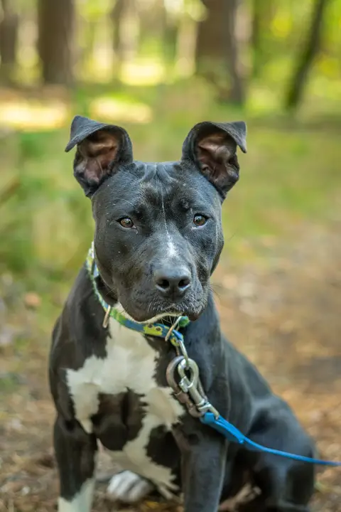 Kira