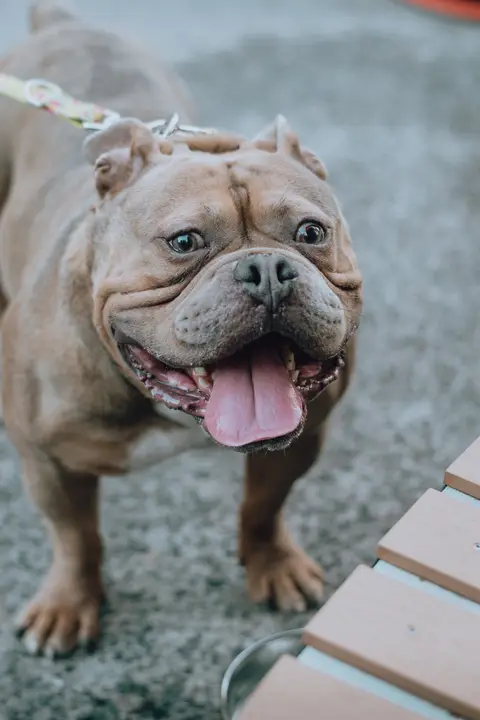 Cezar